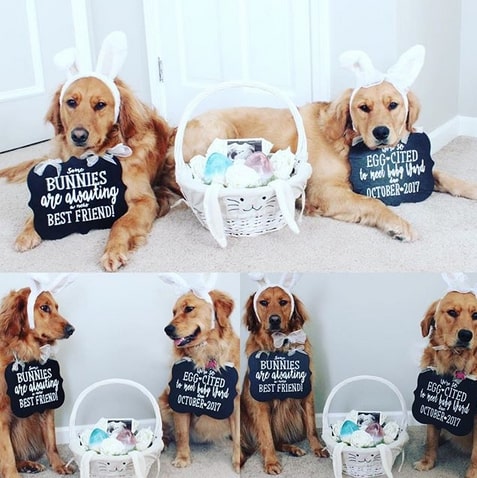 Annoncer sa grossesse à Pâques à l'aide de ses chiens